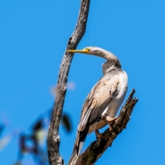 Anhinga novaehollandiae (Australasian Darter) at Chiltern Valley, VIC - 12 Nov 2023 by Petesteamer