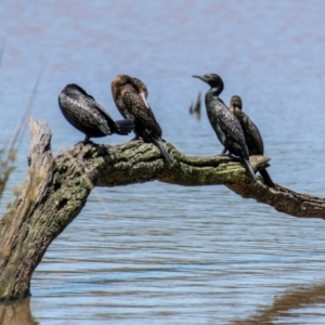 Phalacrocorax sulcirostris at Chiltern-Mt Pilot National Park - 12 Nov 2023