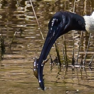 Threskiornis molucca at Chiltern-Mt Pilot National Park - 10 Nov 2017