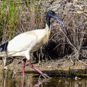 Threskiornis molucca at Chiltern-Mt Pilot National Park - 10 Nov 2017 07:37 AM