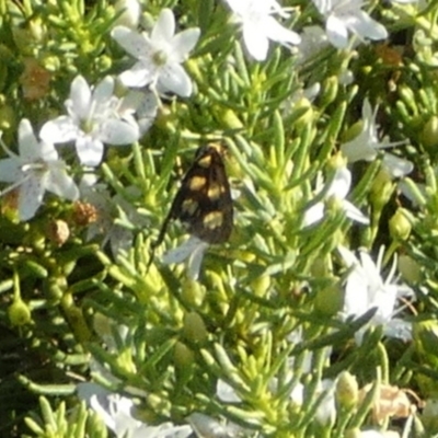 Asura (genus) (a Tiger moth) at Bicentennial Park - 18 Feb 2024 by Paul4K