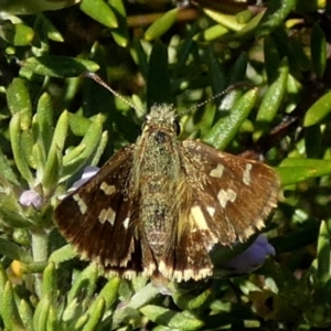 Dispar compacta at Bicentennial Park - 19 Feb 2024