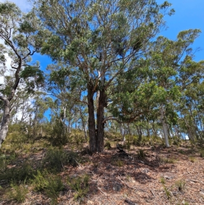 Eucalyptus melliodora (Yellow Box) at Googong Foreshore - 18 Feb 2024 by BrianSummers
