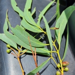 Eucalyptus melliodora at QPRC LGA - 18 Feb 2024