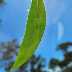 Eucalyptus melliodora at QPRC LGA - 18 Feb 2024