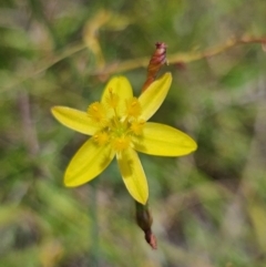 Tricoryne elatior (Yellow Rush Lily) at QPRC LGA - 18 Feb 2024 by BrianSummers