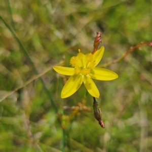 Tricoryne elatior at QPRC LGA - 18 Feb 2024