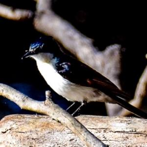 Myiagra inquieta at Chiltern-Mt Pilot National Park - 9 Nov 2017