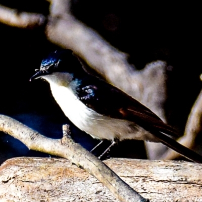 Myiagra inquieta (Restless Flycatcher) at Chiltern, VIC - 8 Nov 2017 by Petesteamer