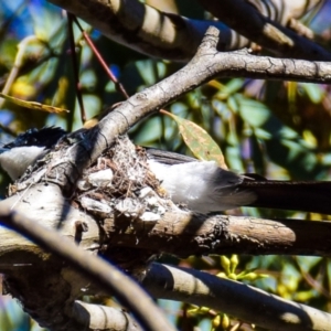 Myiagra inquieta at Chiltern-Mt Pilot National Park - 9 Nov 2017