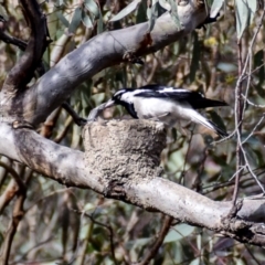 Grallina cyanoleuca (Magpie-lark) at Chiltern, VIC - 9 Nov 2017 by Petesteamer