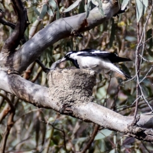 Grallina cyanoleuca at Chiltern-Mt Pilot National Park - 10 Nov 2017 07:40 AM