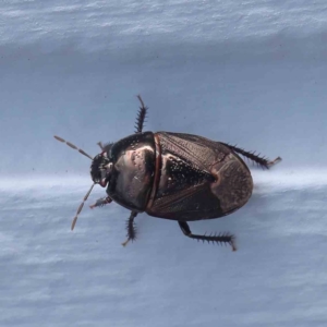 Adrisa sp. (genus) at Turner, ACT - 17 Feb 2024