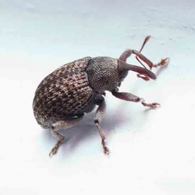 Melanterius maculatus (Acacia Seed Weevil) at Turner, ACT - 17 Feb 2024 by ConBoekel