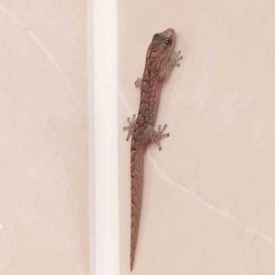 Christinus marmoratus (Southern Marbled Gecko) at Turner, ACT - 17 Feb 2024 by ConBoekel