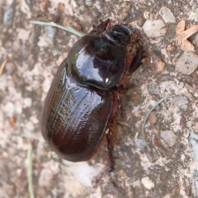 Dasygnathus sp. (genus) (Rhinoceros beetle) at Turner, ACT - 17 Feb 2024 by ConBoekel