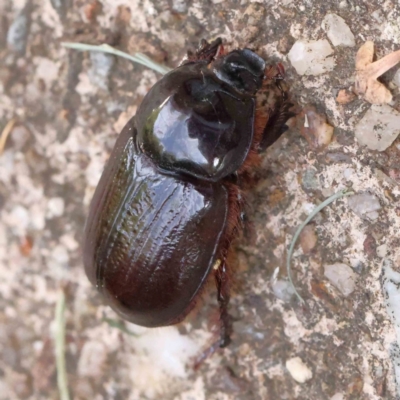 Unidentified Scarab beetle (Scarabaeidae) at Turner, ACT - 17 Feb 2024 by ConBoekel