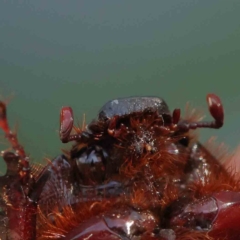 Dasygnathus sp. (genus) at Turner, ACT - 18 Feb 2024