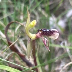 Chiloglottis reflexa (Short-clubbed Wasp Orchid) at Mongarlowe River - 28 Jan 2024 by NedJohnston