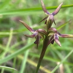 Corunastylis oligantha (Mongarlowe Midge Orchid) at Mongarlowe, NSW - 28 Jan 2024 by NedJohnston