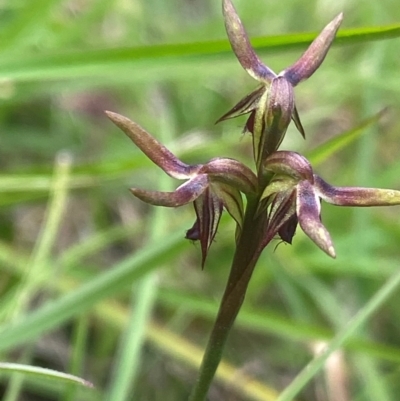 Corunastylis oligantha (Mongarlowe Midge Orchid) at Mongarlowe River - 28 Jan 2024 by NedJohnston