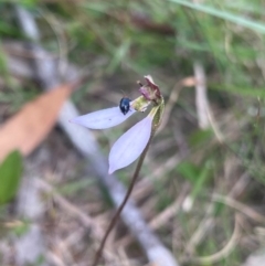 Eriochilus cucullatus (Parson's Bands) at QPRC LGA - 28 Jan 2024 by NedJohnston