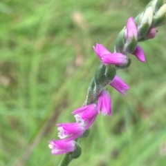 Spiranthes australis (Austral Ladies Tresses) at Mongarlowe River - 28 Jan 2024 by NedJohnston