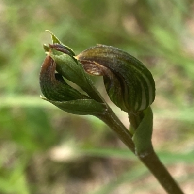 Speculantha furva (Swarthy Tiny Greenhood) at QPRC LGA - 28 Jan 2024 by NedJohnston