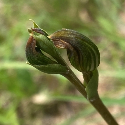 Pterostylis furva (Swarthy Tiny Greenhood) at Mongarlowe River - 28 Jan 2024 by NedJohnston