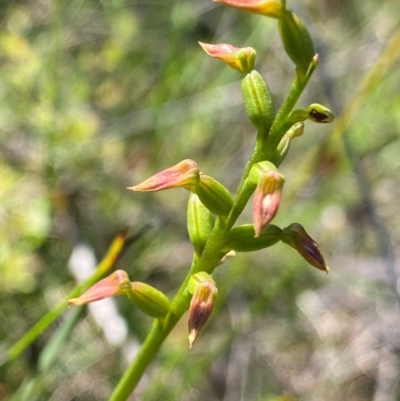 Corunastylis apostasioides (Freak Midge Orchid) at Congo, NSW - 6 Feb 2024 by NedJohnston