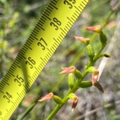 Corunastylis apostasioides at Eurobodalla National Park - suppressed