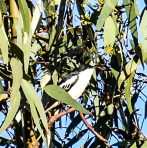Lalage tricolor at Chiltern-Mt Pilot National Park - 9 Nov 2017 05:54 AM