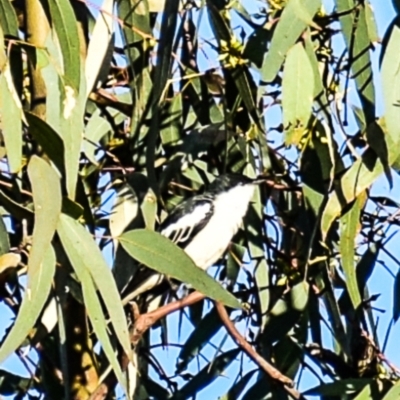 Lalage tricolor (White-winged Triller) at Chiltern-Mt Pilot National Park - 8 Nov 2017 by Petesteamer