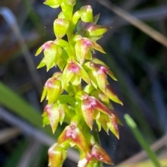 Corunastylis pumila (Green Midge Orchid) at Eurobodalla National Park - 6 Feb 2024 by NedJohnston