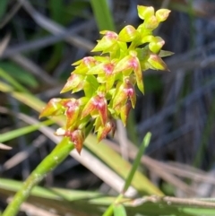 Corunastylis pumila at Eurobodalla National Park - 7 Feb 2024