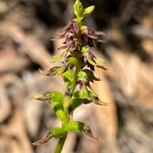 Corunastylis clivicola at Black Mountain - suppressed