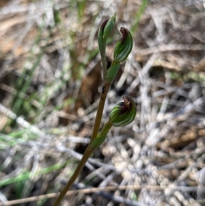 Speculantha rubescens at Black Mountain - 12 Feb 2024