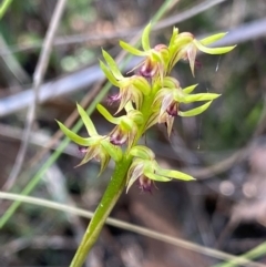 Corunastylis cornuta (Horned Midge Orchid) at Black Mountain - 12 Feb 2024 by NedJohnston