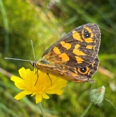 Oreixenica correae (Orange Alpine Xenica) at Namadgi National Park - 16 Feb 2024 by NedJohnston