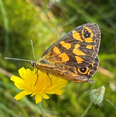 Oreixenica correae (Orange Alpine Xenica) at Namadgi National Park - 16 Feb 2024 by NedJohnston