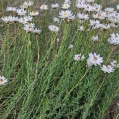 Rhodanthe anthemoides (Chamomile Sunray) at Cotter River, ACT - 17 Feb 2024 by BethanyDunne