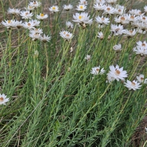 Rhodanthe anthemoides at Namadgi National Park - 17 Feb 2024 11:15 AM