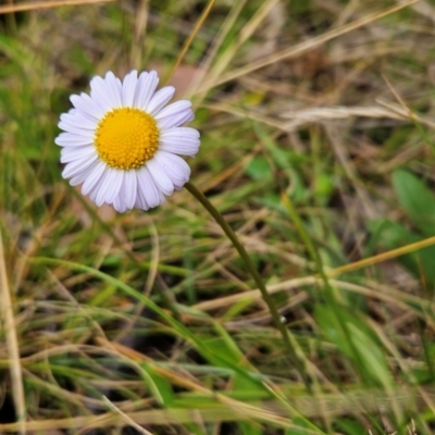 Brachyscome scapigera (Tufted Daisy) at Namadgi National Park - 16 Feb 2024 by BethanyDunne