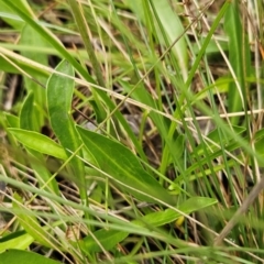 Brachyscome scapigera at Namadgi National Park - 17 Feb 2024