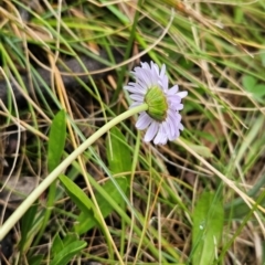 Brachyscome scapigera at Namadgi National Park - 17 Feb 2024