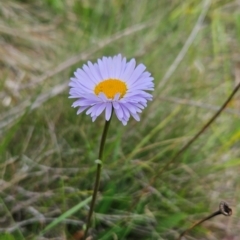 Brachyscome scapigera (Tufted Daisy) at Namadgi National Park - 17 Feb 2024 by BethanyDunne