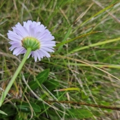 Brachyscome scapigera at Namadgi National Park - 17 Feb 2024 11:17 AM