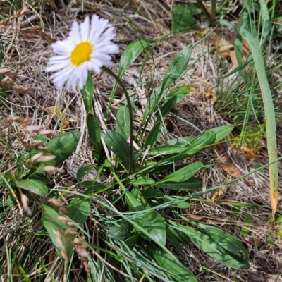 Brachyscome scapigera (Tufted Daisy) at Cotter River, ACT - 17 Feb 2024 by BethanyDunne
