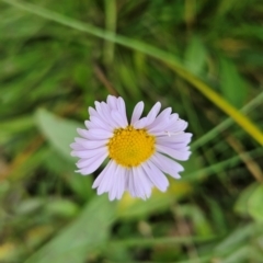 Brachyscome scapigera (Tufted Daisy) at Cotter River, ACT - 17 Feb 2024 by BethanyDunne