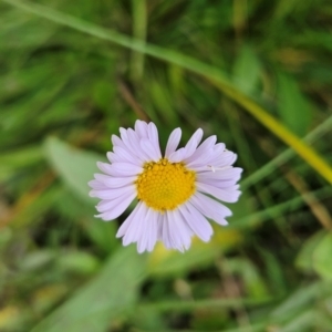 Brachyscome scapigera at Namadgi National Park - 17 Feb 2024 11:25 AM